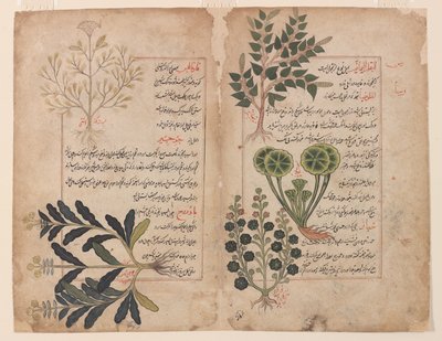 Doppelblatt aus einem Kitab-i hashaish (Das Buch der Kräuter) von Unbekannt Unbekannt